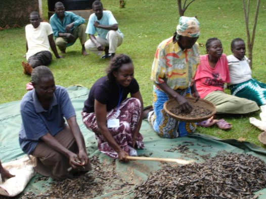 Slender Leaf Seed Collection in Siaya County, Kenya in 2006 | DOCiD™ APP