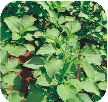 African Nightshade-Broad Leaved African Nightshade. Scientific name ...